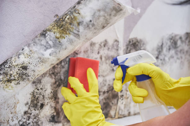 Professional Mold Removal Services in Pickerington, OH